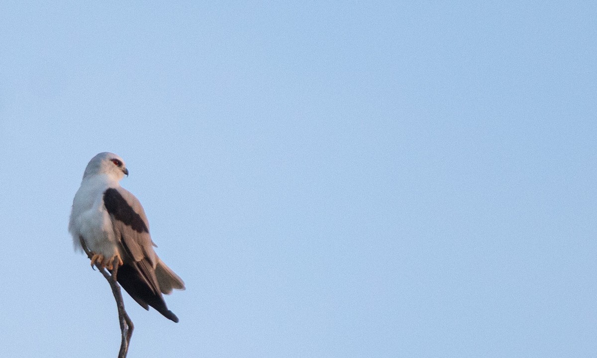 Black-shouldered Kite - ML634014279