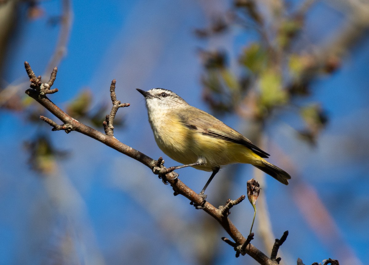 Yellow-rumped Thornbill - ML634014287