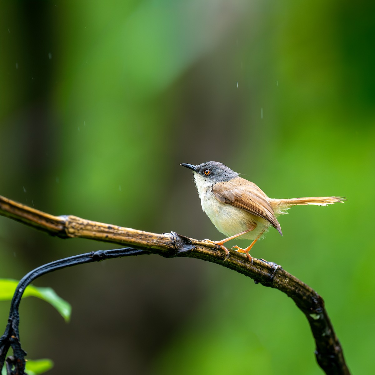 Gray-crowned Prinia - ML634014325