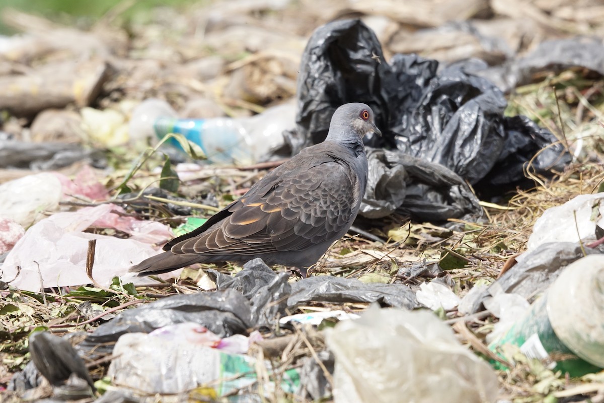 Dusky Turtle-Dove - ML634014329