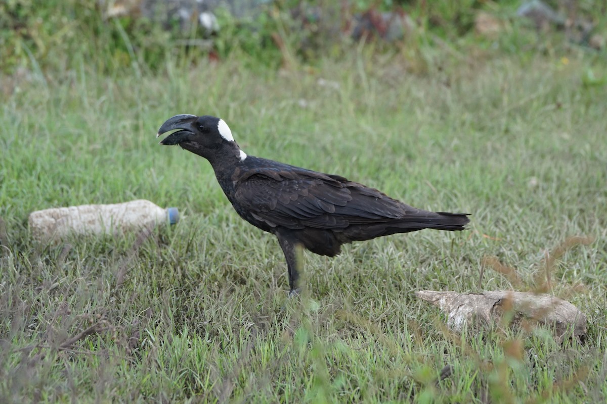 Thick-billed Raven - ML634014367