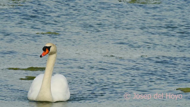 Mute Swan - ML634014536