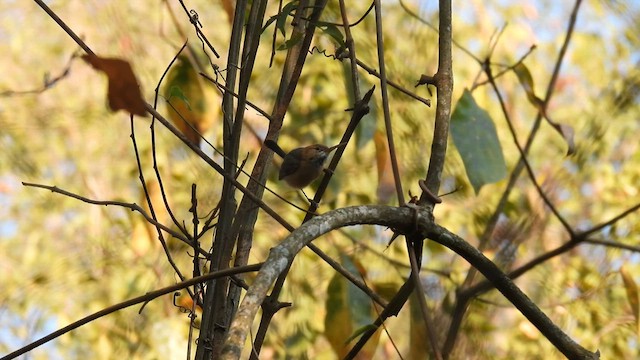 Long-billed Gnatwren - ML634014582