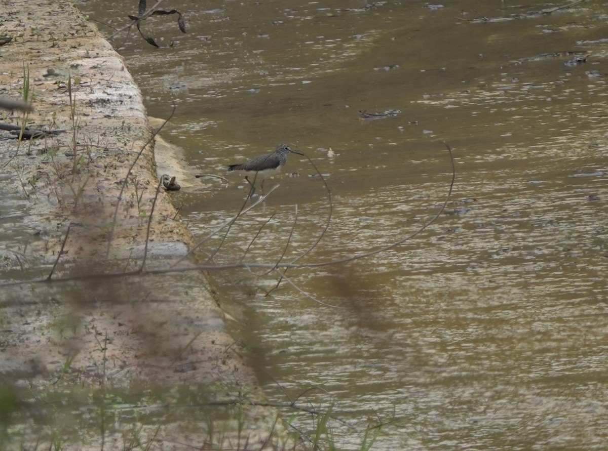 Green Sandpiper - ML634014601