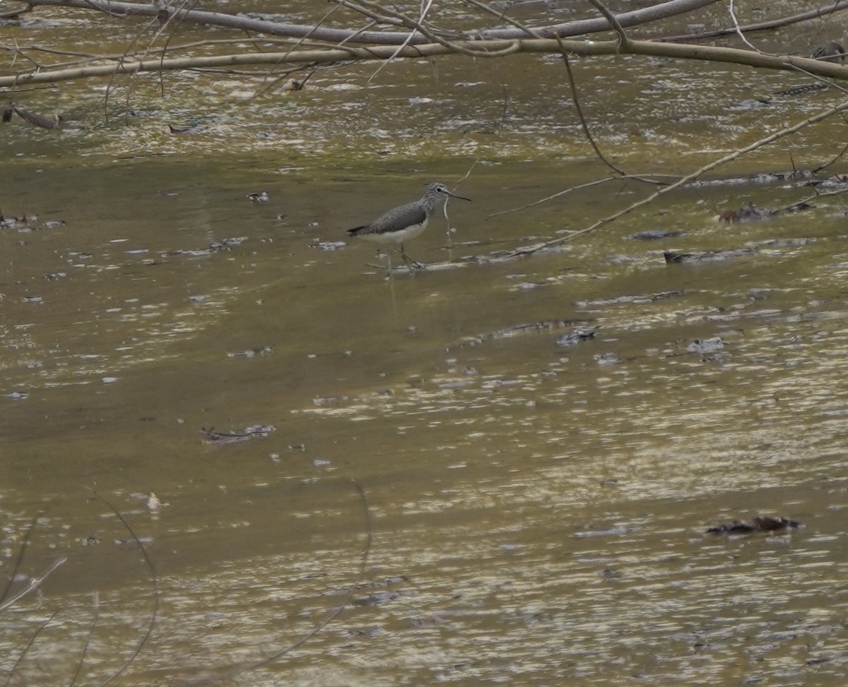 Green Sandpiper - ML634014602