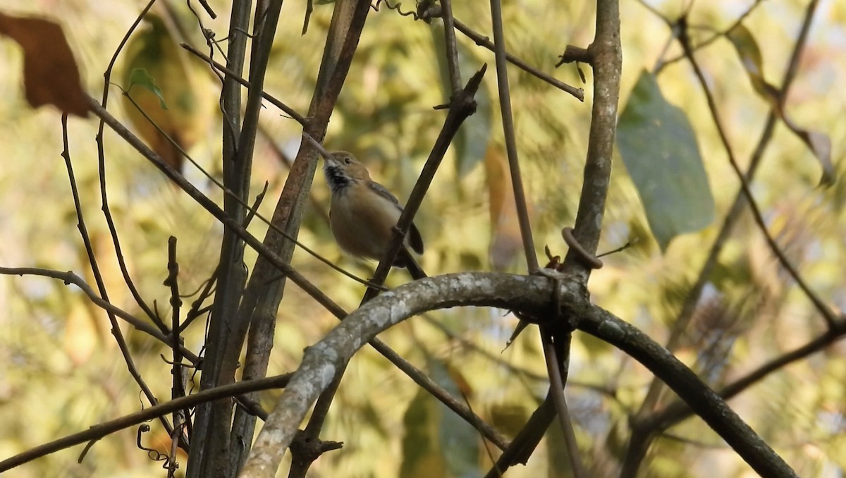 Long-billed Gnatwren - ML634014613