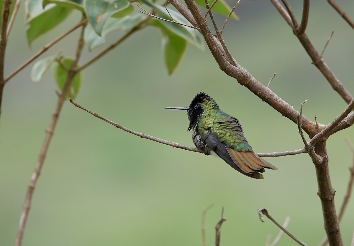 Başlıklı Kolibri - ML634014778