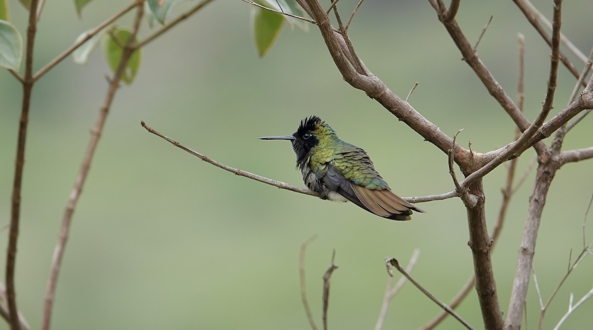 Başlıklı Kolibri - ML634014780