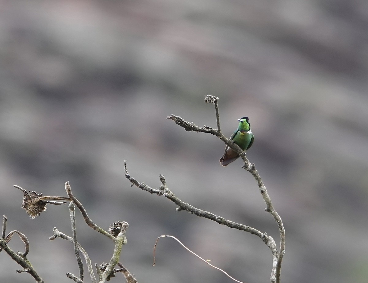 Başlıklı Kolibri - ML634014796