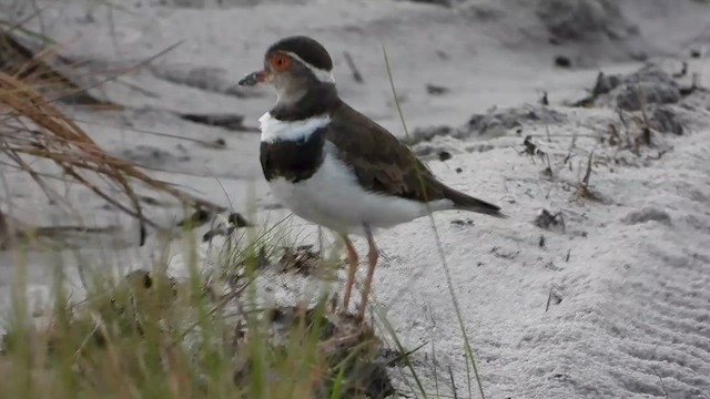 ニシミスジチドリ - ML634014841