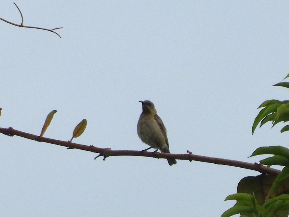 Carmelite Sunbird - ML634014857