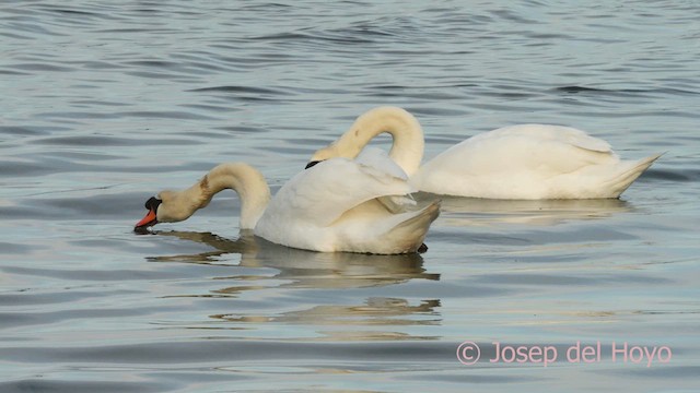 Mute Swan - ML634014903
