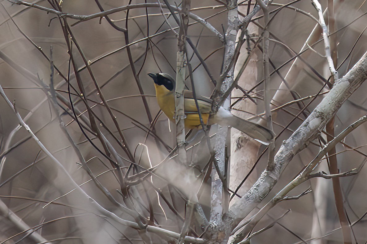 Yellow-throated Laughingthrush - ML634014905