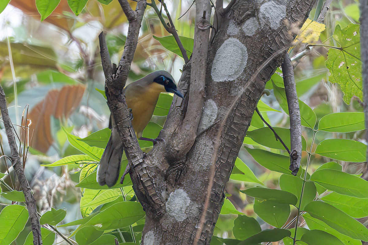 Yellow-throated Laughingthrush - ML634014906
