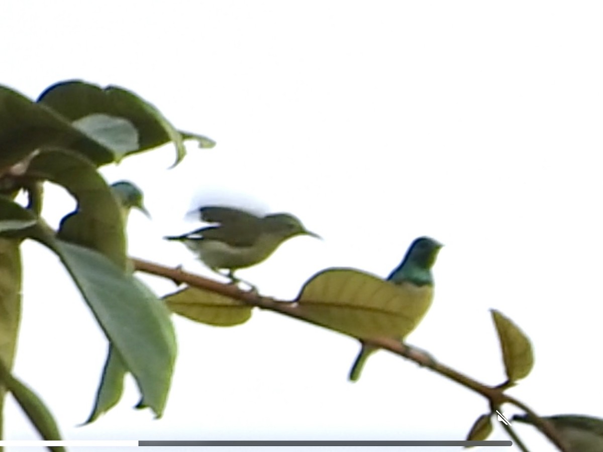Little Green Sunbird - ML634014987