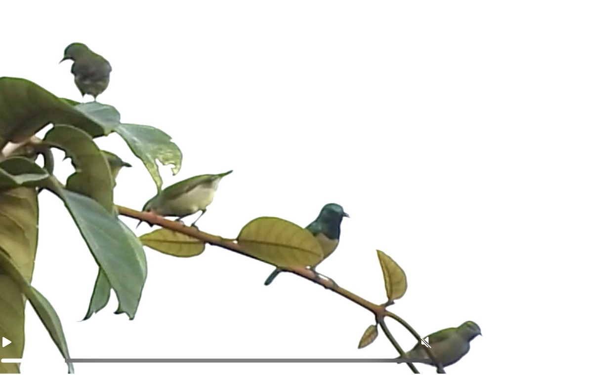 Little Green Sunbird - ML634014989
