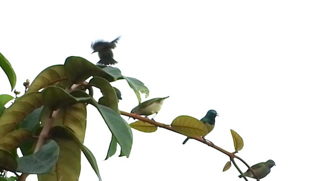 Little Green Sunbird - ML634015042