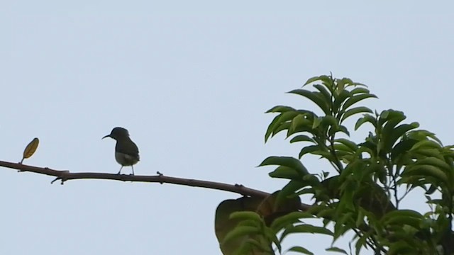 Carmelite Sunbird - ML634015050