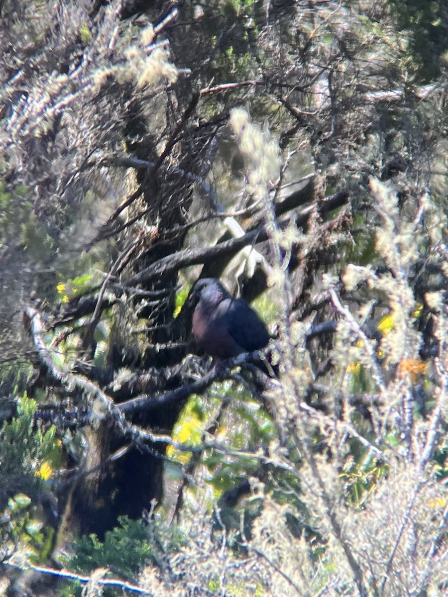 Laurel Pigeon - ML634015057