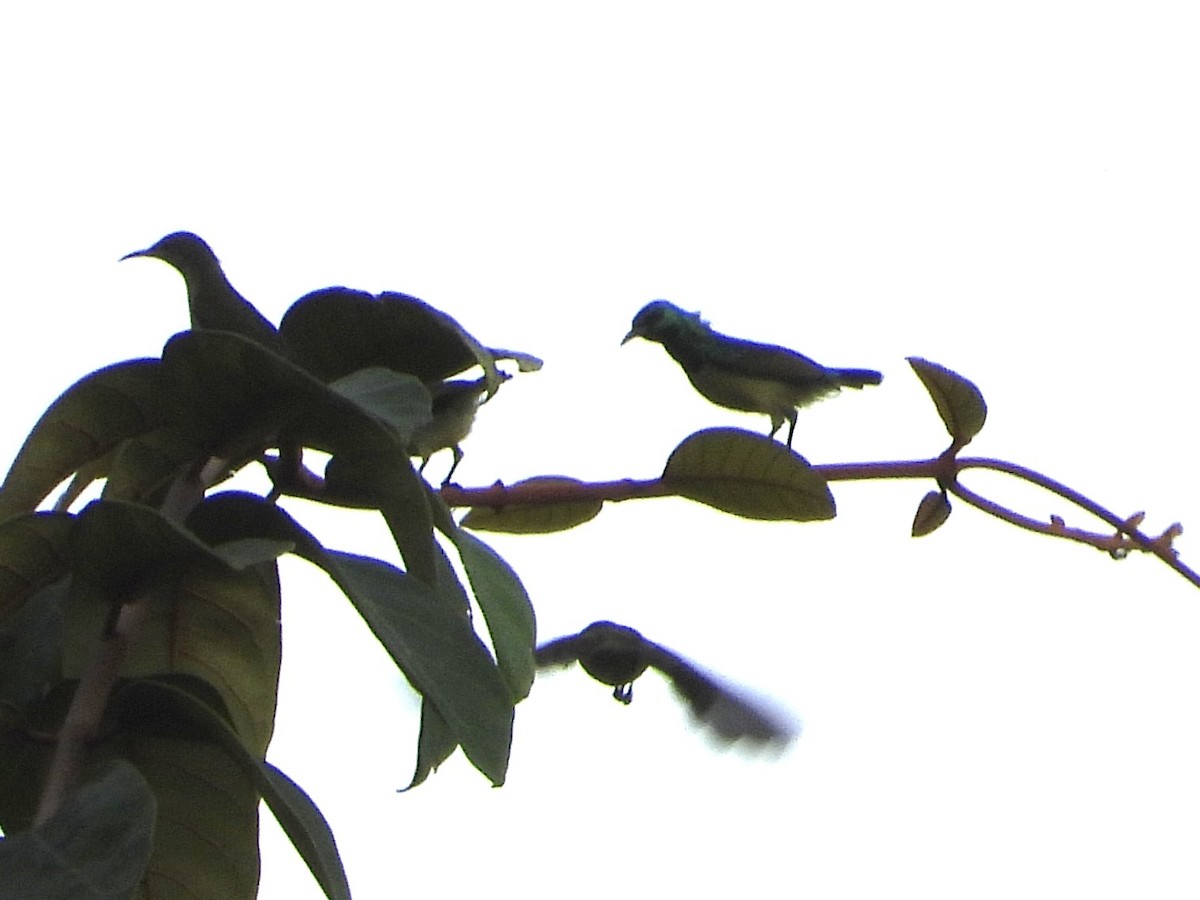 Collared Sunbird - ML634015065