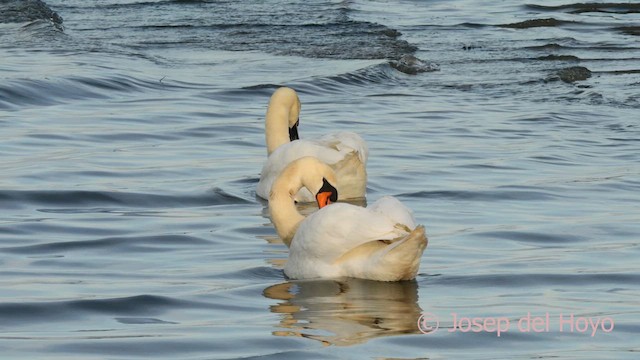 Mute Swan - ML634015066