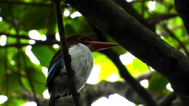 Chocolate-backed Kingfisher - ML634015076
