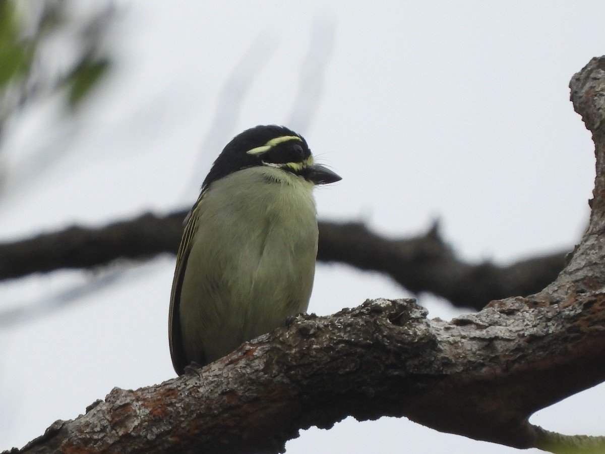 Yellow-throated Tinkerbird - ML634015114