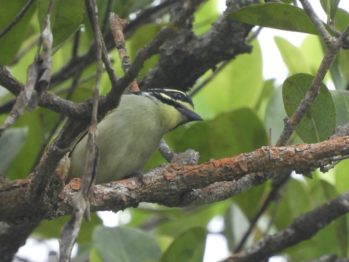 Yellow-throated Tinkerbird - ML634015115