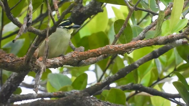 Yellow-throated Tinkerbird - ML634015117