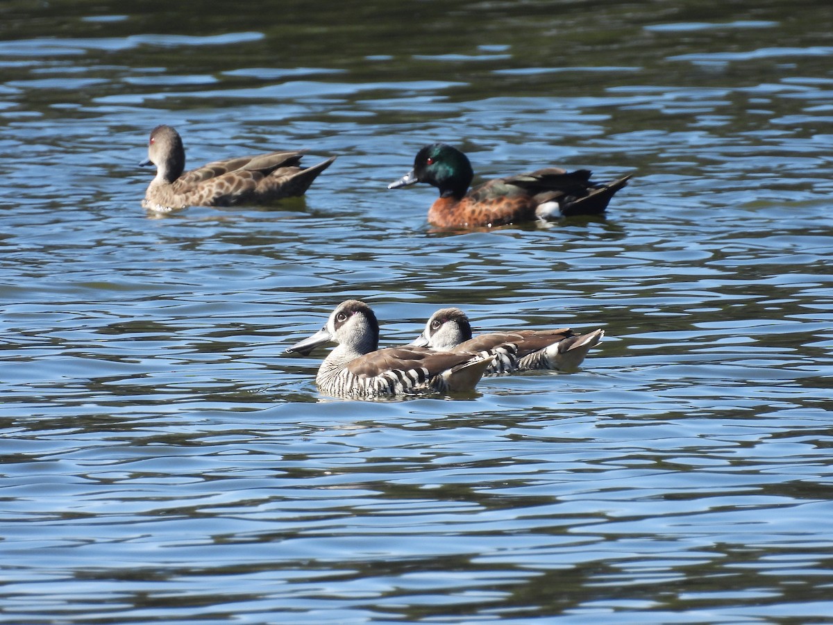 Pink-eared Duck - ML634015127