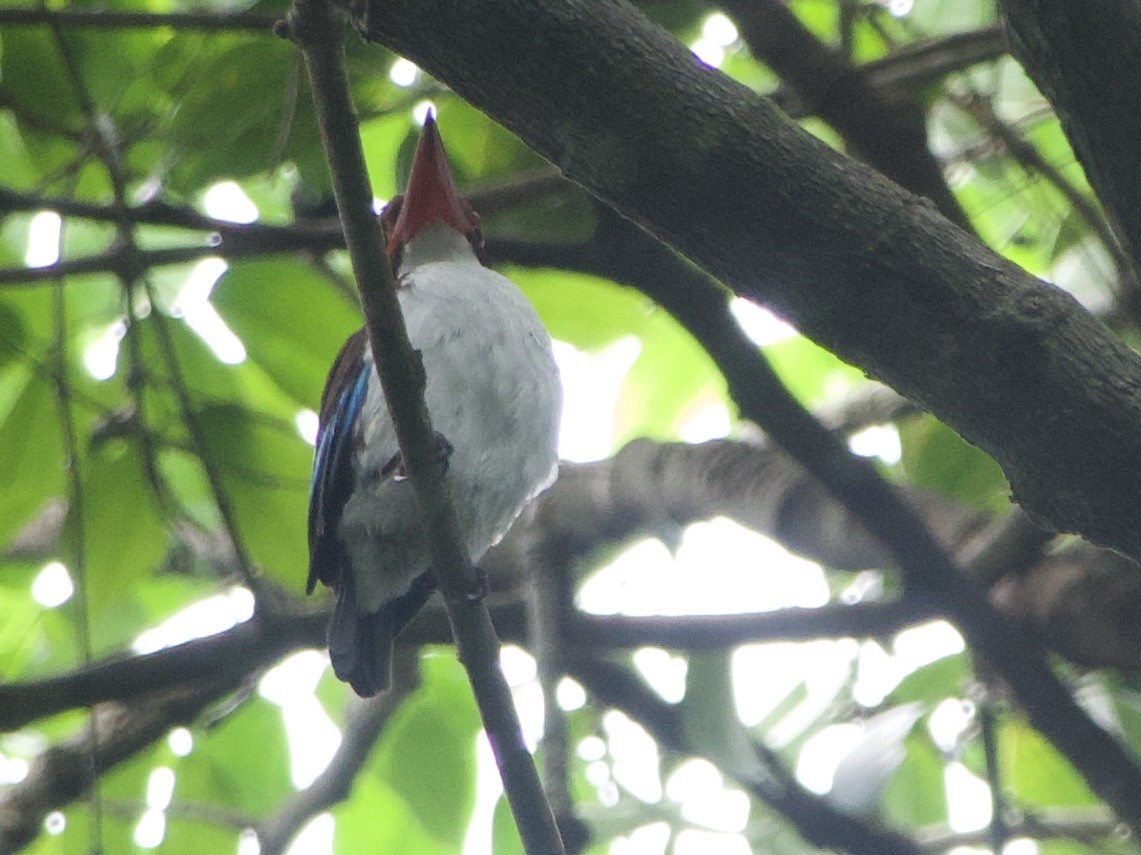 Chocolate-backed Kingfisher - ML634015143