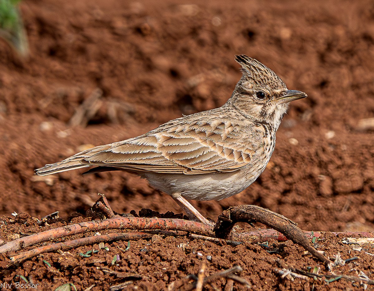 Crested Lark (Crested) - ML634015349