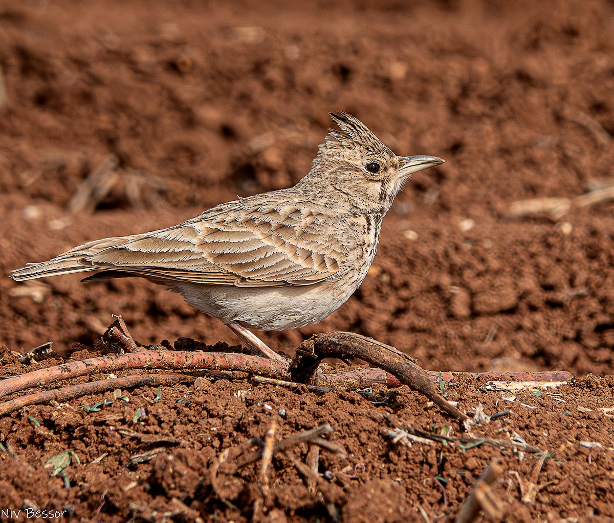 Crested Lark (Crested) - ML634015353