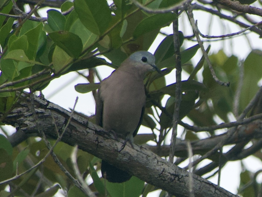 Emerald-spotted Wood-Dove - ML634015432