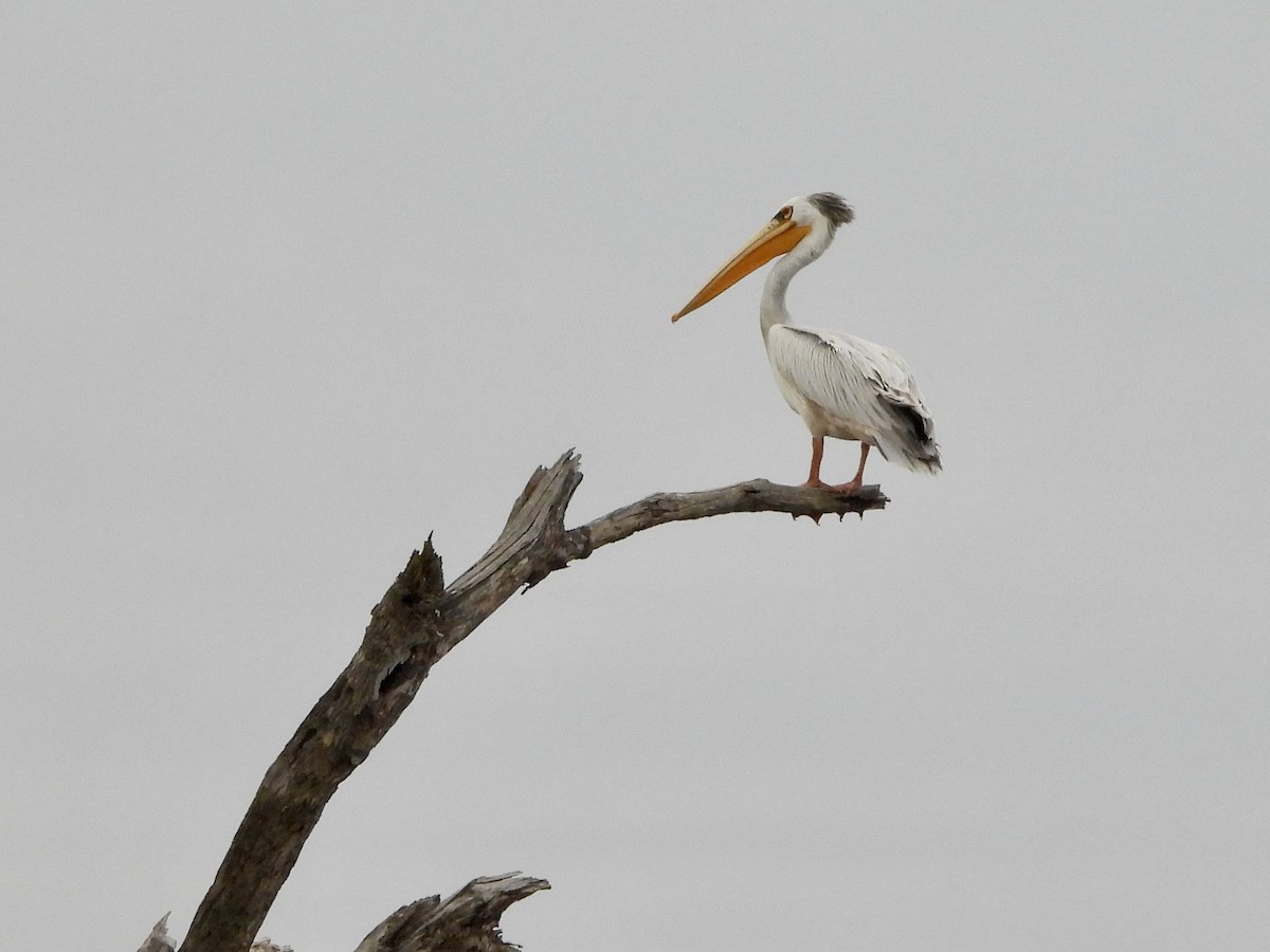 Pink-backed Pelican - ML634015468