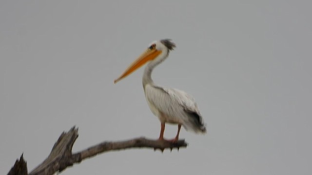 Pink-backed Pelican - ML634015469