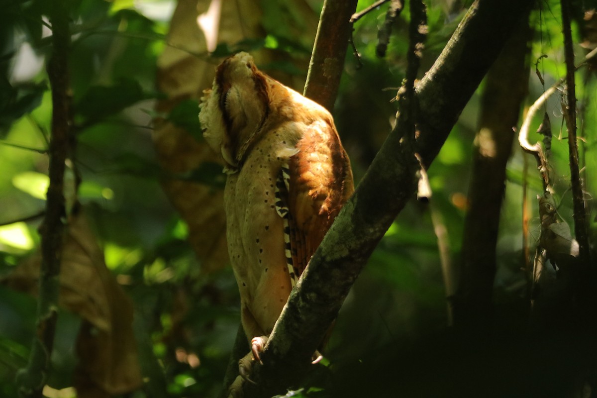Sri Lanka Bay-Owl - ML634015552
