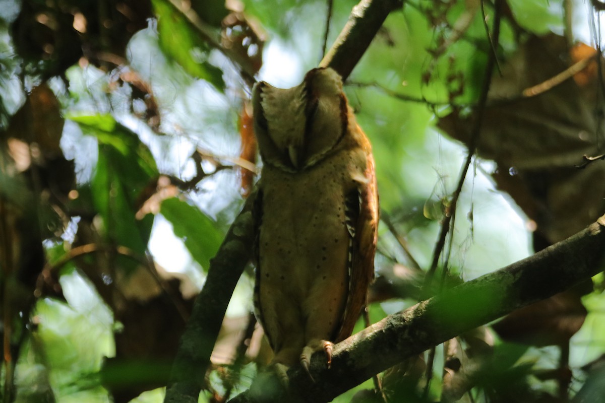 Sri Lanka Bay-Owl - ML634015553