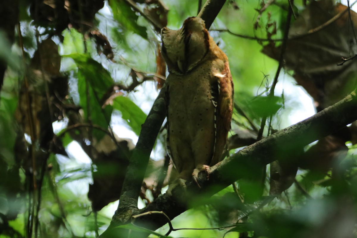 Sri Lanka Bay-Owl - ML634015556