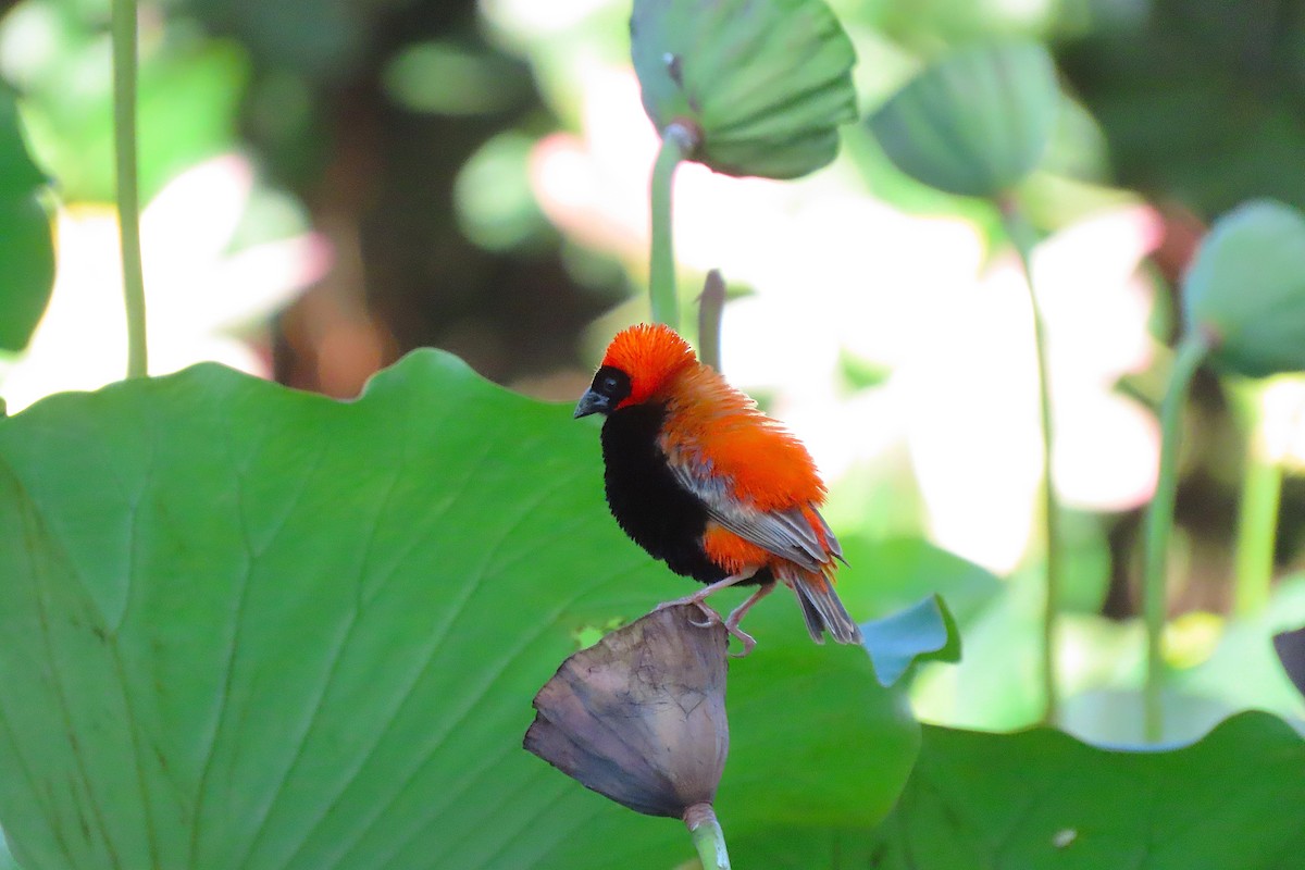 Southern Red Bishop - ML634015627