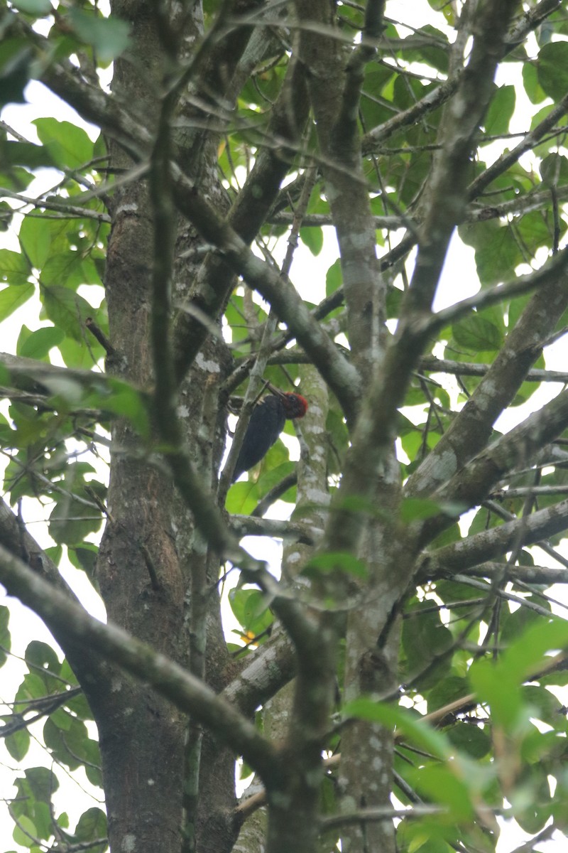 White-bellied Woodpecker - ML634015644