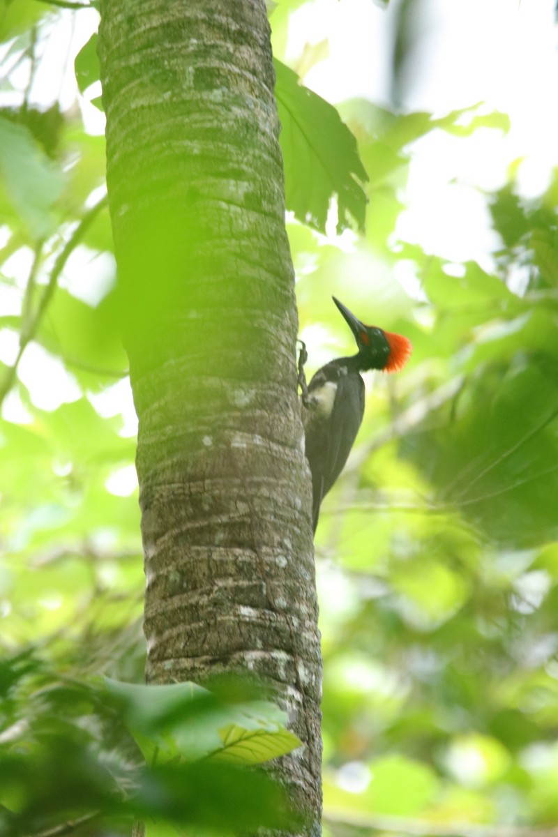 White-bellied Woodpecker - ML634015645