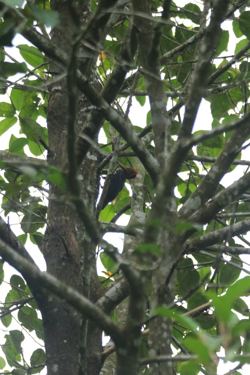 White-bellied Woodpecker - ML634015646