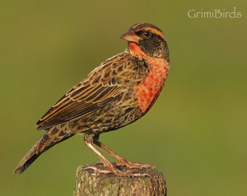 White-browed Meadowlark - ML634015675