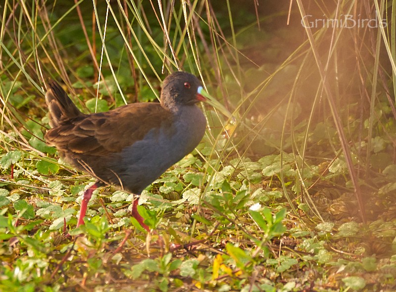 Plumbeous Rail - ML634015697