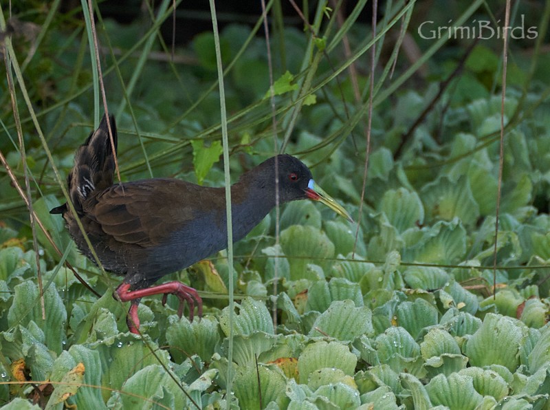 Plumbeous Rail - ML634015698