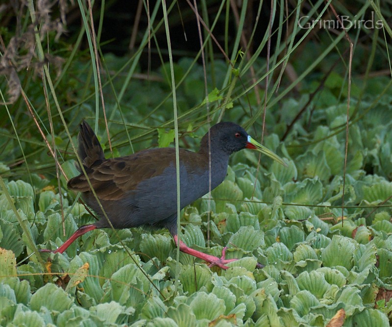 Plumbeous Rail - ML634015699