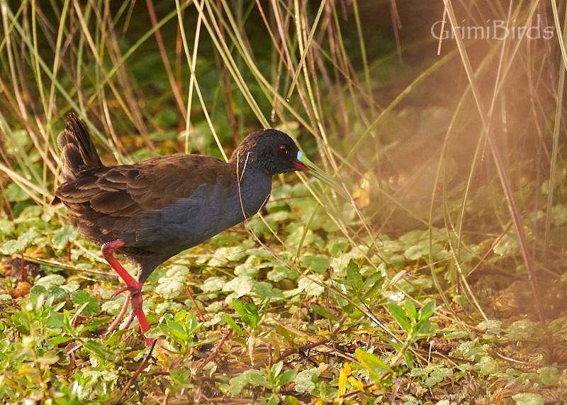 Plumbeous Rail - ML634015700