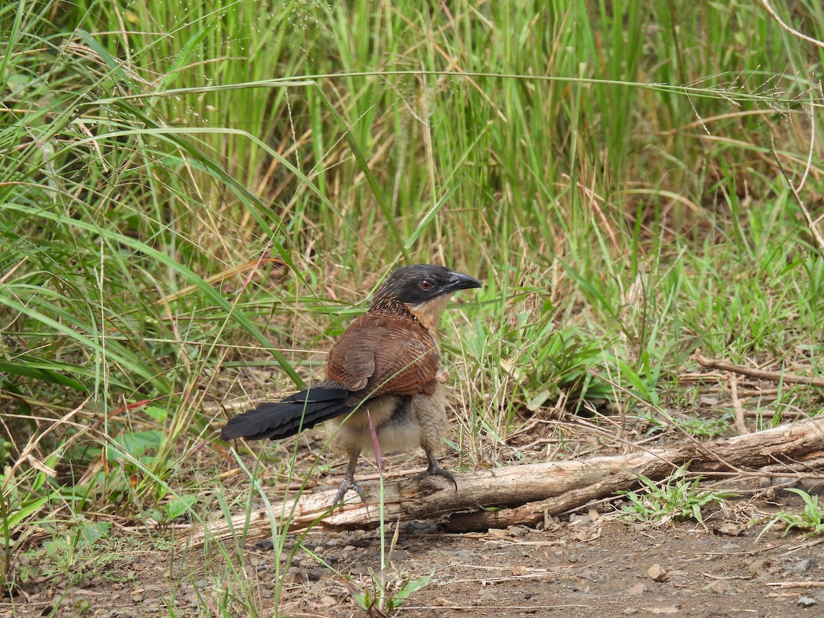 Burchell's Coucal - ML634015719