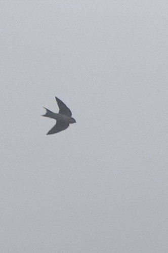 Ethiopian Swallow - ML634015731